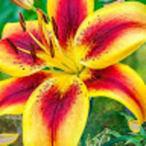 Meet your Posher, Kim